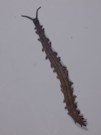 Media type: image;   Invertebrate Zoology 168056 Description: Digital photograph of specimen in life.;